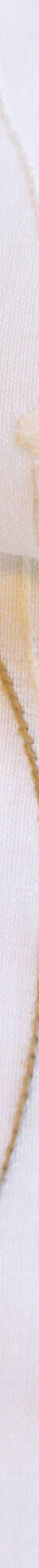 Vitrage voile brodé serpentins - la paire (beige) Vitrage voile brodé serpentins - la paire (beige)